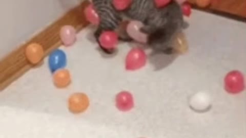 Cute Cat Gif 🥰💗🐈