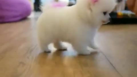 cute puppy