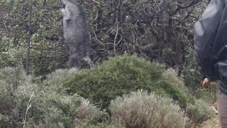 Saving a Goat with it's Horns Stuck in a Fence