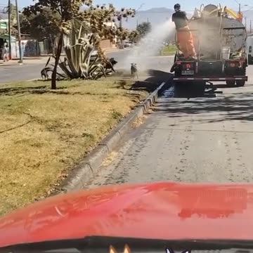 Dogs taking a shower on road 🥰