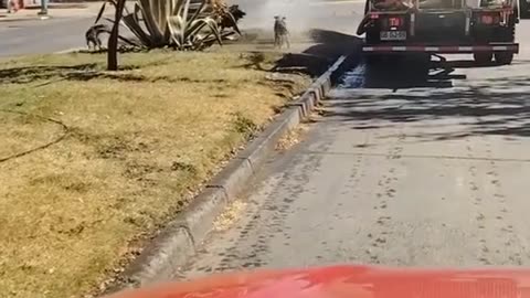 Dogs taking a shower on road 🥰