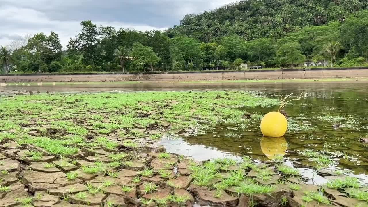 Smart Bim Bim picks watermelons to make watermelon ice cream for ducklings-5