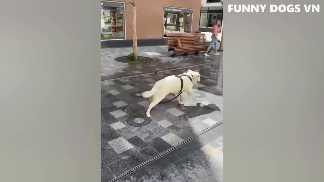 Funniest Animals Videos 2023 😍 Funniest Dogs And Cats 🐱🐶