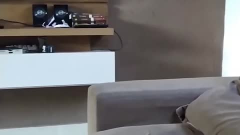 Cat Trying to Jump Onto Cabinet Misses and Falls Down Instead