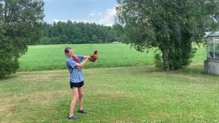 Chicken cools down in the sprinkler during hot summer day