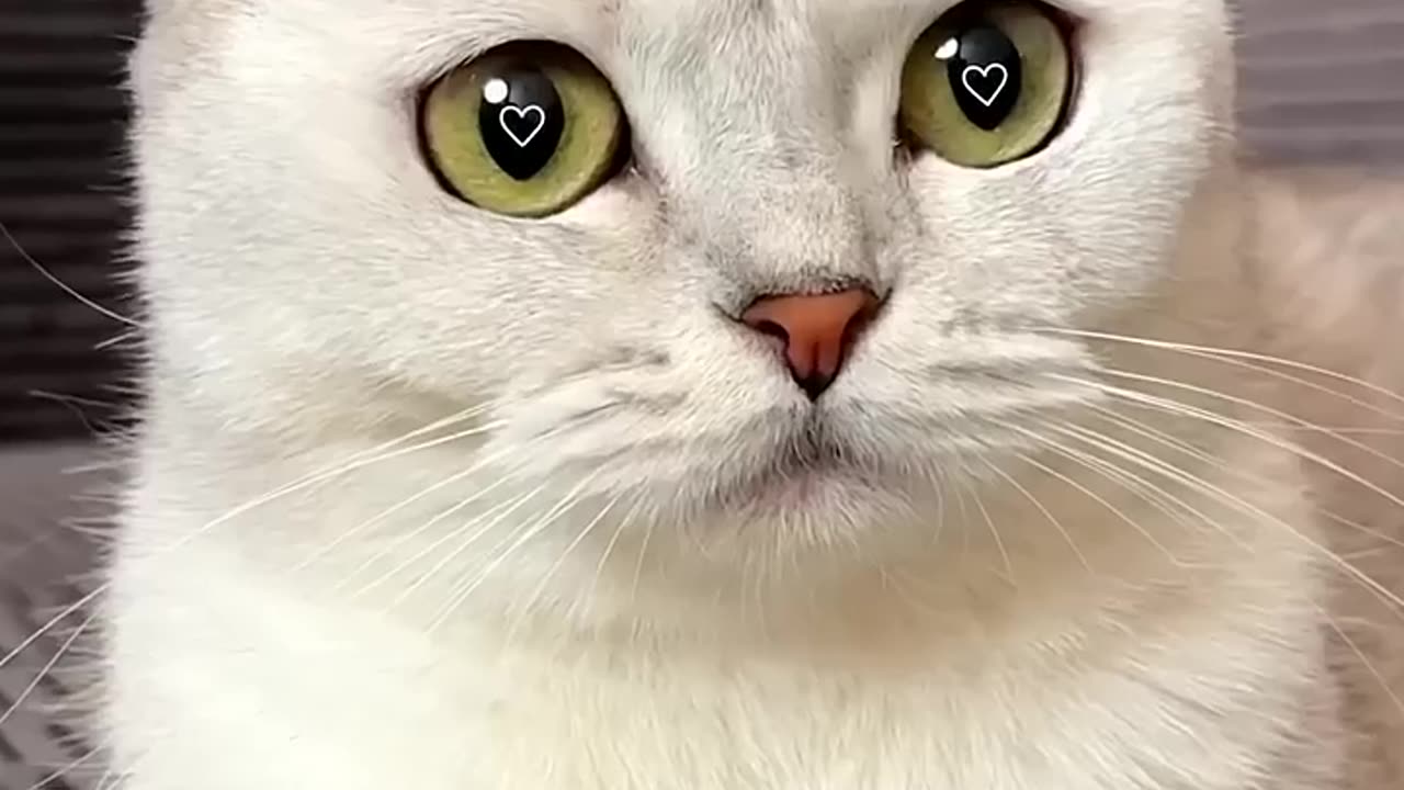 Dream house🏠💔 #cat #cats.mp4