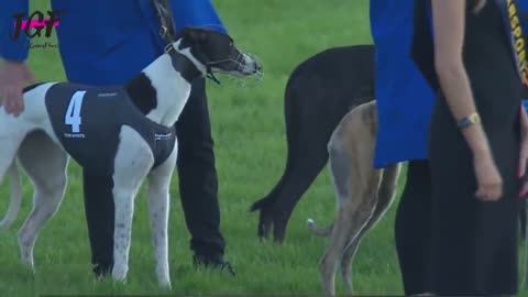 Greyhound dog racing - Track race 480m