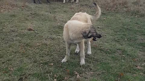 Dog and Puppy eating bread with sheep