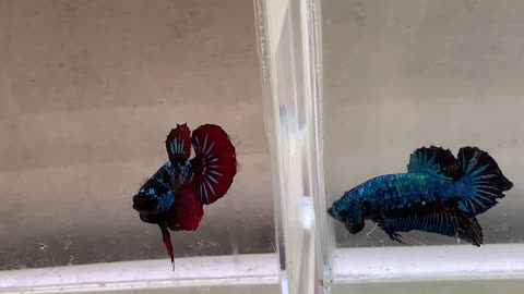 Jarring my bettas with Avatar and Dragon genes