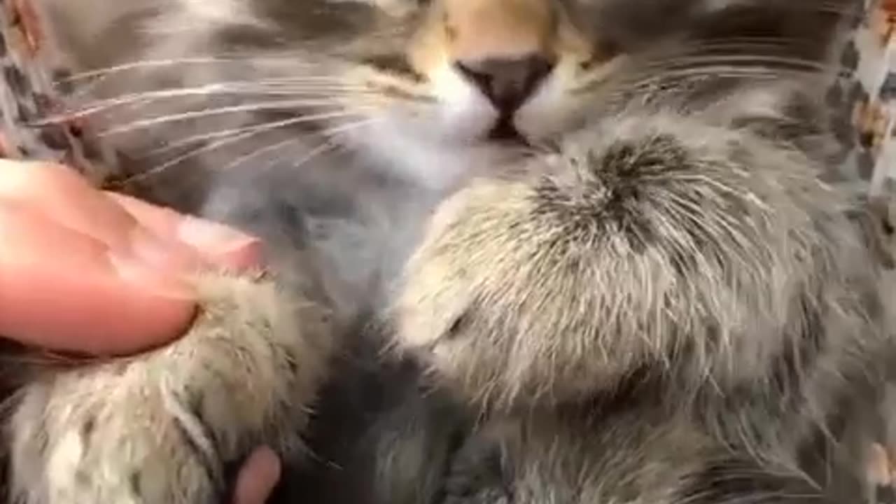 Cute cat short video