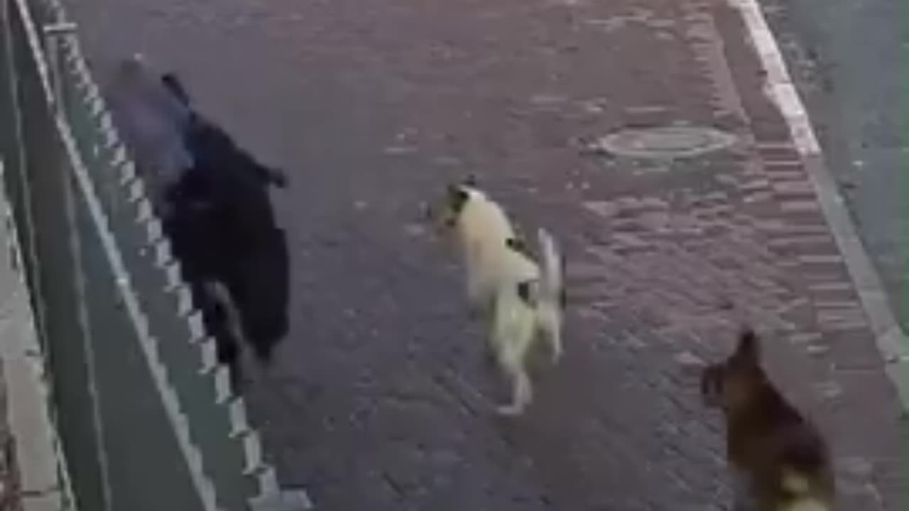 antisemetic dogs ππΆπ