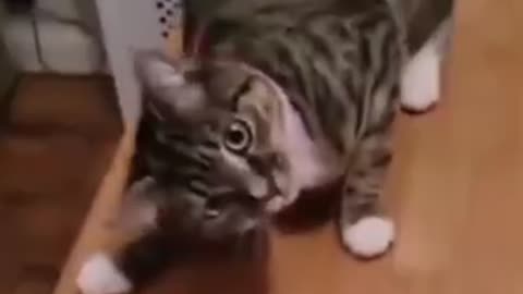 Best Funny Cat Videos