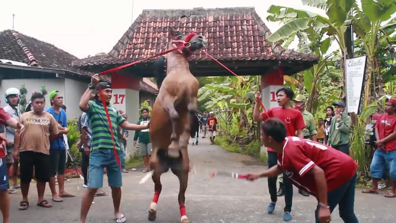 THE HORSE IS VERY TAME -- THE SKILL OF THE RAINBOW HORSE IN INDONESIA