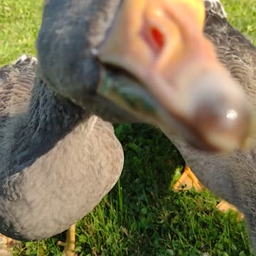 Goose Pissed At The Paparazzi 🤣🤣