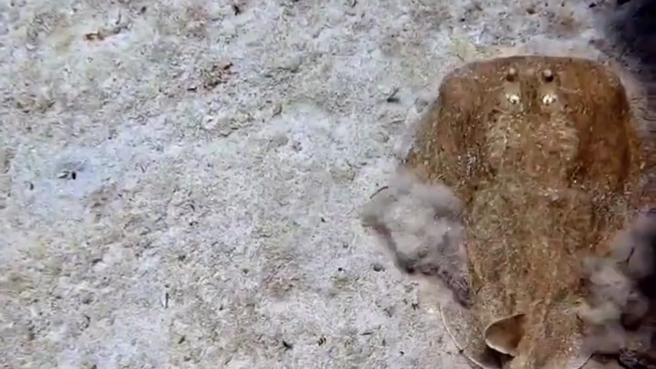 Dissapeares into the sand