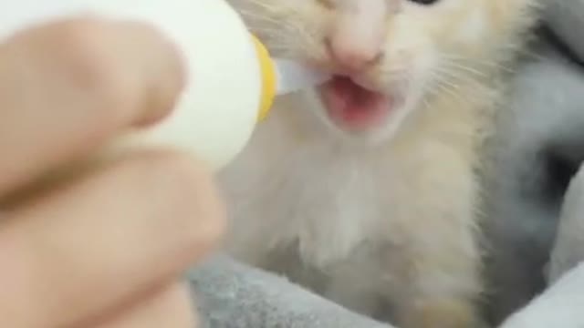 Cute little cat drinking milk#shorts