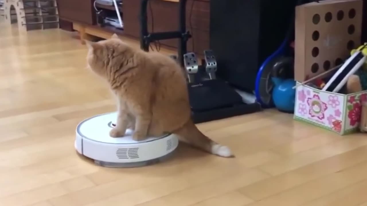 Cars having fun with Robot Vaccum