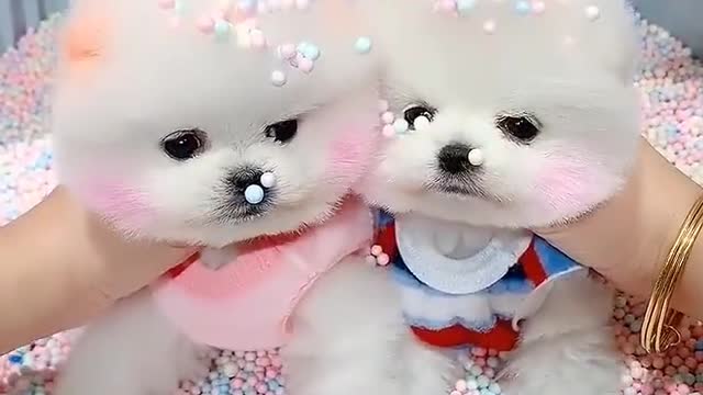 cute puppy