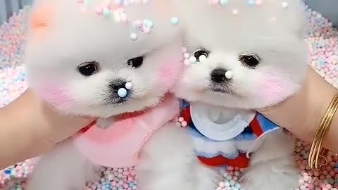 cute puppy