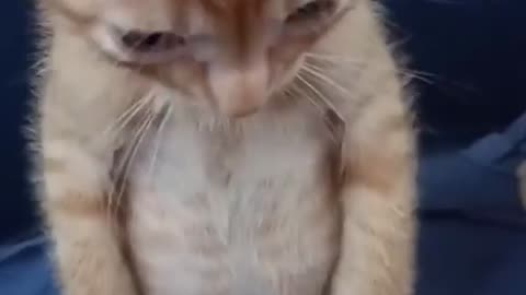 Funny Cats