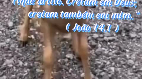 DEUS SALVE O BRASIL, DEUS SALVE O BRASIL, DEUS SALVE O BRASIL...