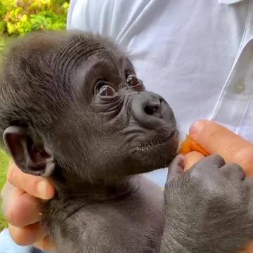 A cute baby Gorilla 😍