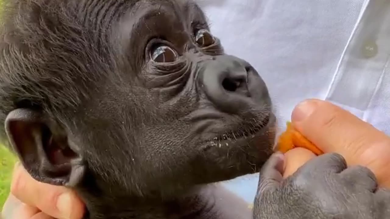 A cute baby Gorilla 😍