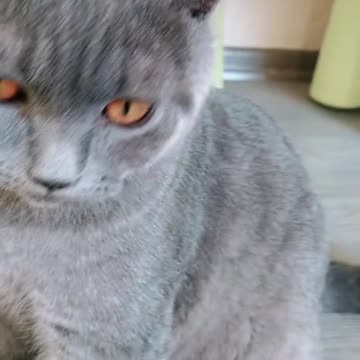 Cat want to know do I have a Problem?