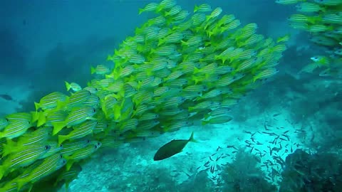 a flock of colorful fish in ocean