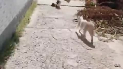 Funny cat 😺 watch funny😁😁😁