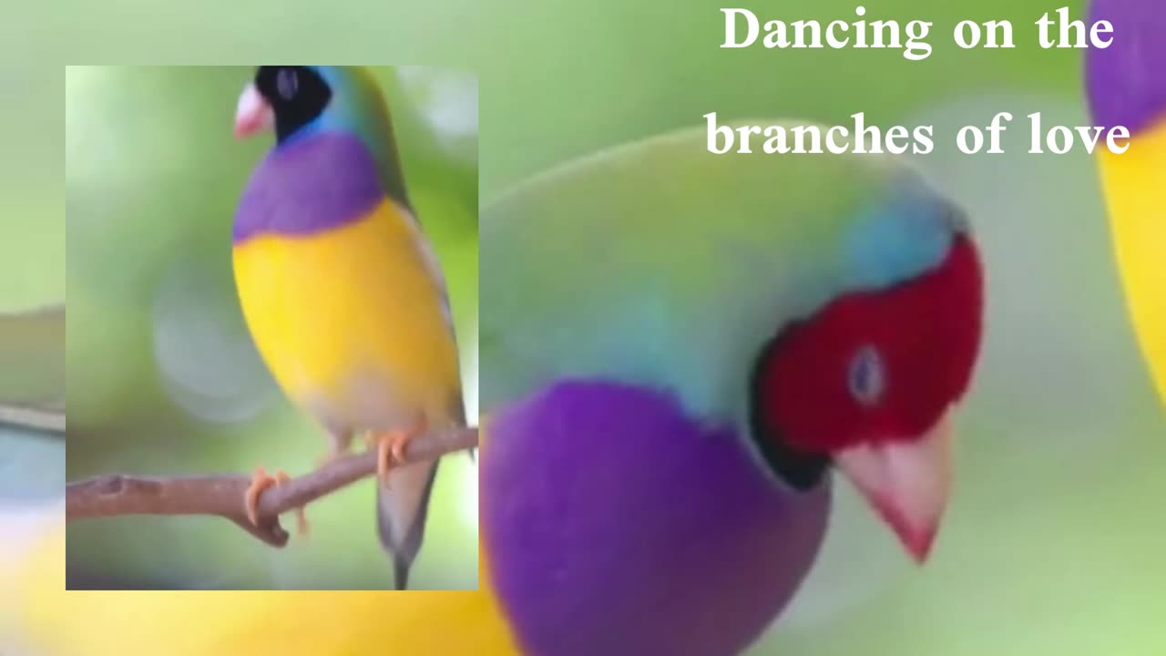 Dancing on the branches of love