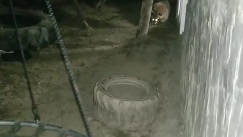 Raccoon Playtime