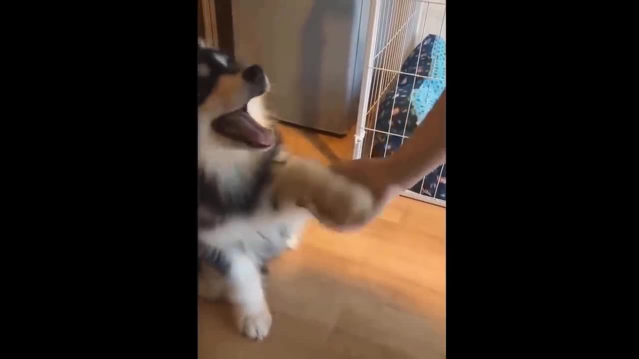 Dog giving the paw