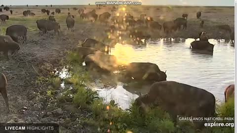 Bison near the water