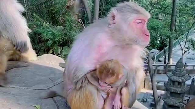 This monkey mother is too rude to take her baby