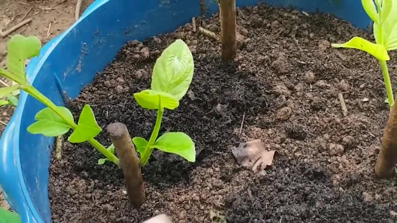 Best Method Guava Tree Grow