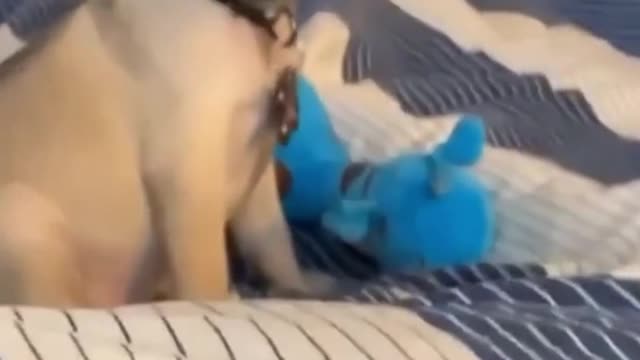 #PugFunnyMoments - Cute Dog Videos | Pets Funny