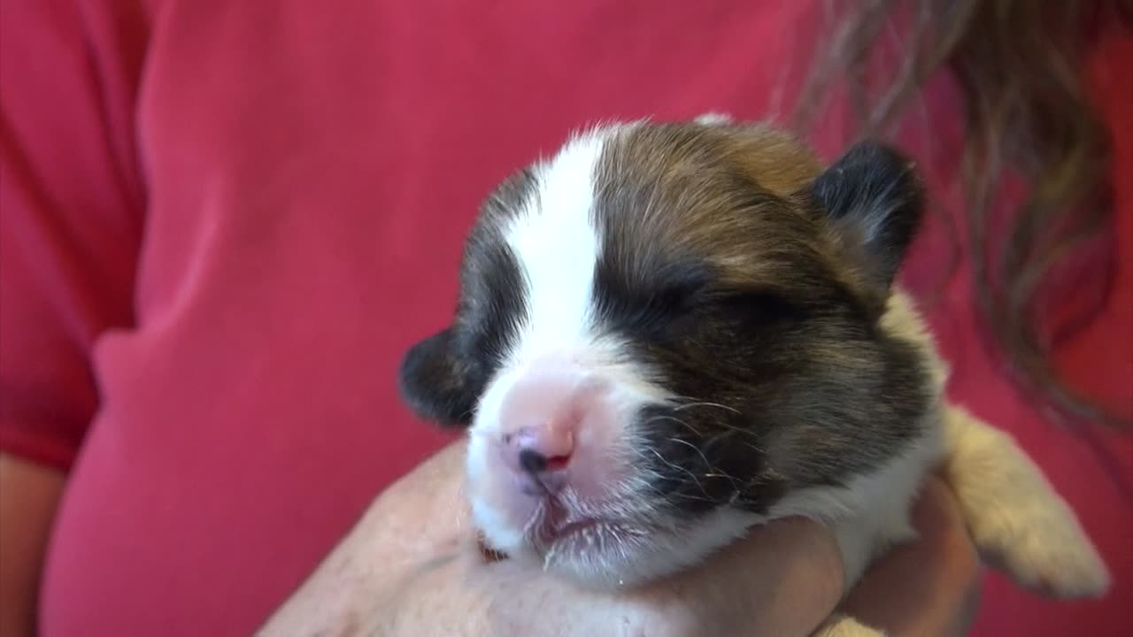 Rosa's Litter Introductions - 1 week old