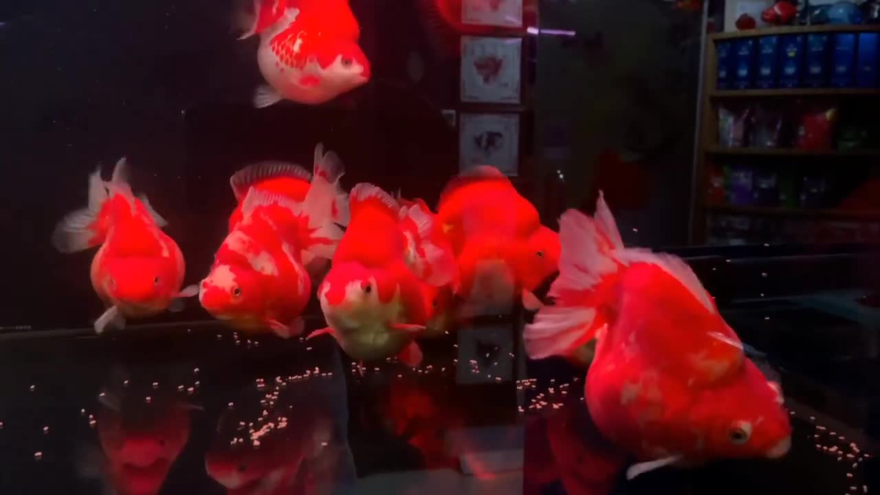 Wow super beautiful goldfish in tank-10