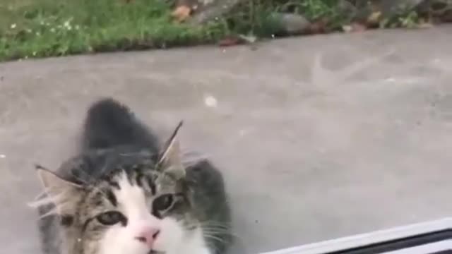 Funny Parrot playing with the cat | Funny parrot joking