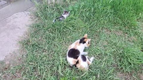 Little kittens are playing 🥰 Can't get enough of looking at these kittens
