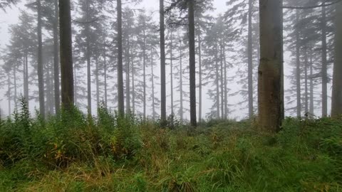 Clouds Behind Tress.