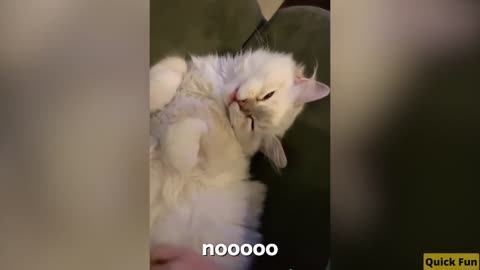 Cats Talking Funny Video