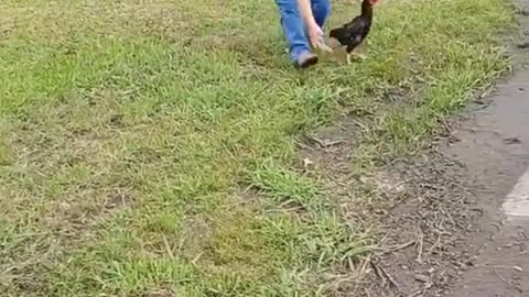 Baby 🐥🍼🐥 sut video