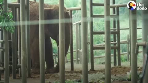 Two Elephants Freed From Concrete Pit After 20 Years | The Dodo Comeback Kids