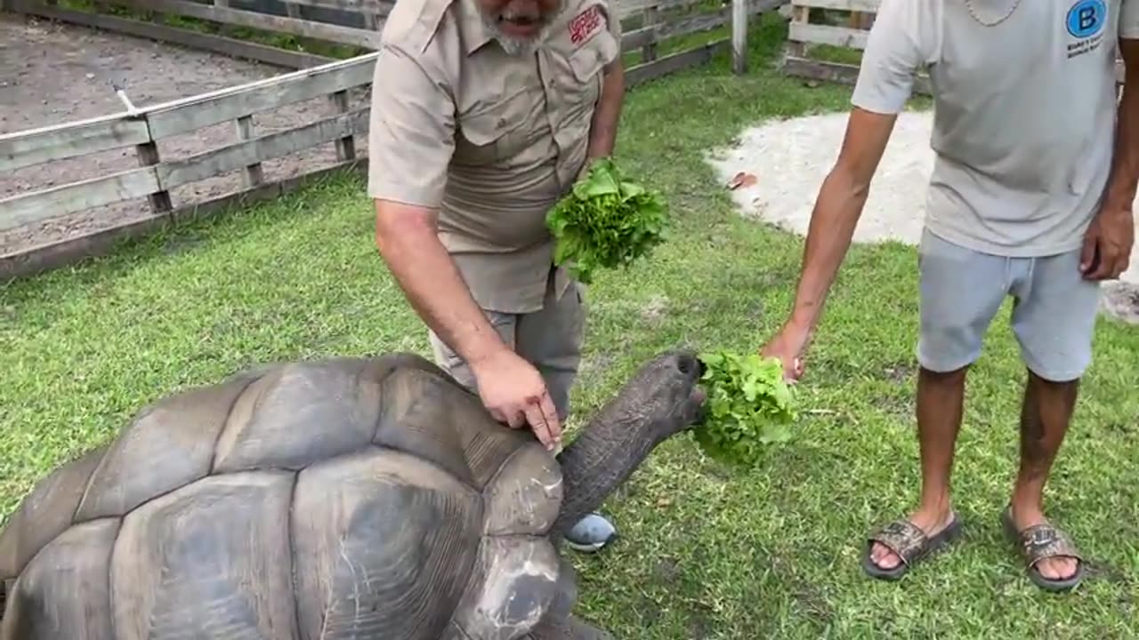 104 YEAR OLD TORTOISE 🐢