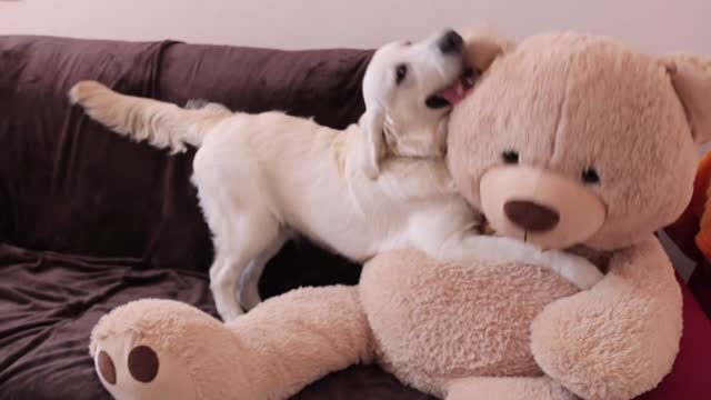 Giant Bear SAVES Baby Bear From Bailey! Funny Puppy vs Bear