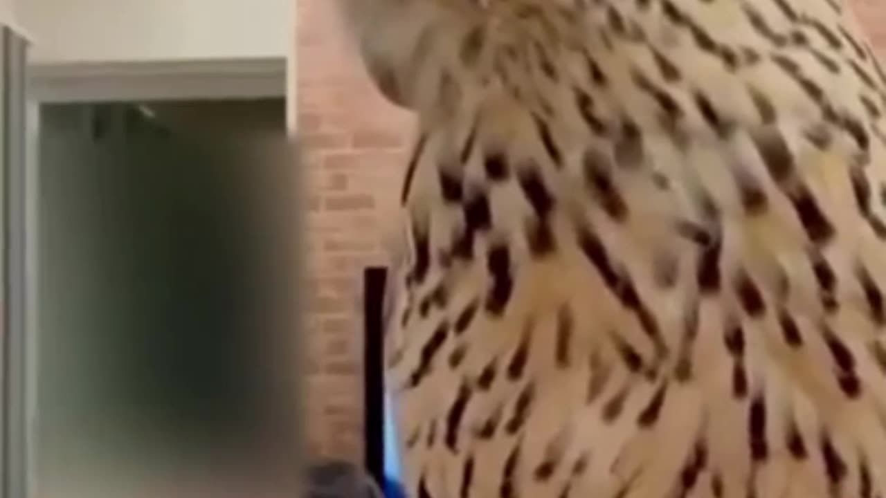 a clever Owl