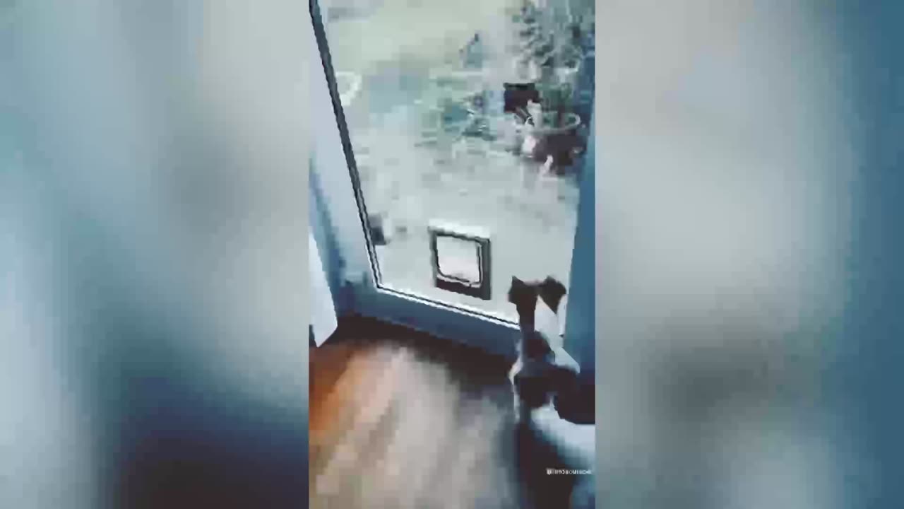 Funny Animal 2 Dogs and cats 🥰