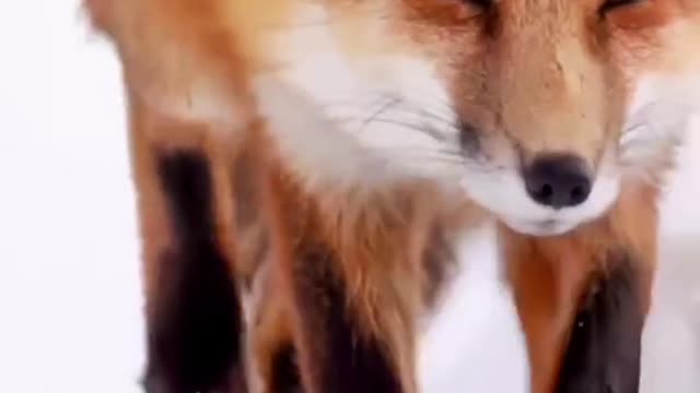 A red fox is a fox